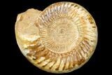 Jurassic Ammonite (Kranosphinctites?) - Madagascar #126065-1